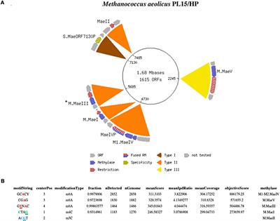 Complete genome assembly and methylome dissection of Methanococcus aeolicus PL15/Hp